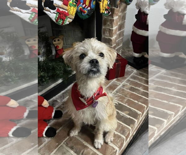 Medium Photo #6 Mutt Puppy For Sale in Fort Worth, TX, USA