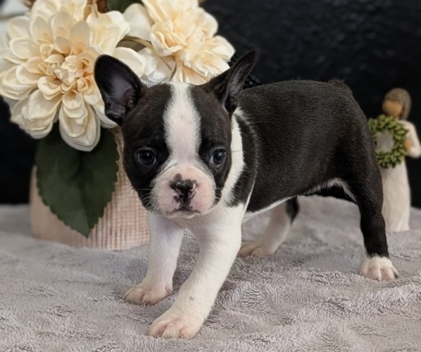 Medium Photo #55 Boston Terrier Puppy For Sale in GOSHEN, IN, USA