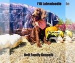 Puppy Penny Labradoodle