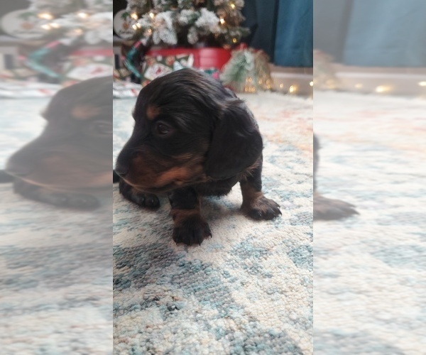 Medium Photo #5 Dachshund Puppy For Sale in MYSTIC, IA, USA
