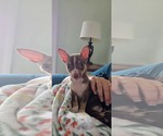Small Chihuahua