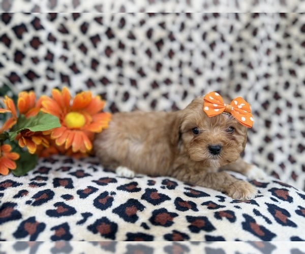 Medium Photo #8 Cavapoo (Miniature) Puppy For Sale in LAKELAND, FL, USA