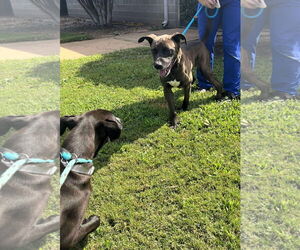 Nick - Male Mutt Dog for Adoption - Photo #3