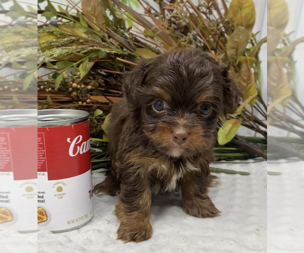 Medium Photo #12 Shorkie Tzu Puppy For Sale in SELLERSBURG, IN, USA