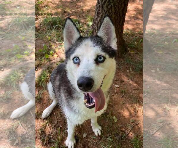 Medium Photo #5 Siberian Husky Puppy For Sale in Randleman , NM, USA