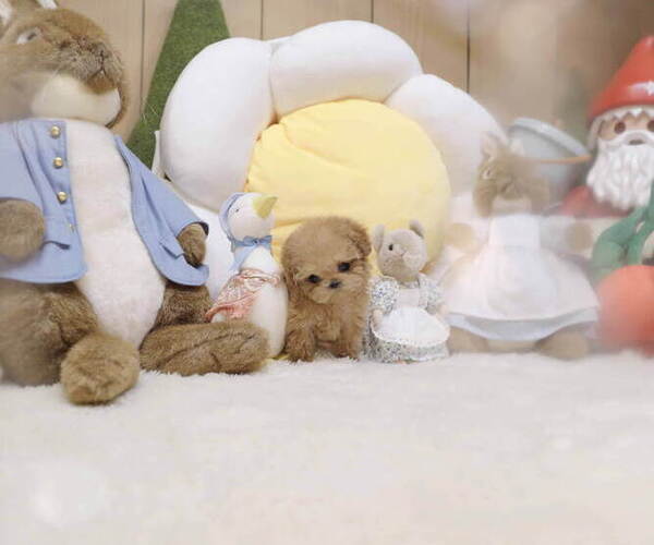 Medium Photo #3 Poodle (Toy) Puppy For Sale in Seoul, Seoul, Korea, South