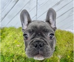 Small Photo #4 French Bulldog Puppy For Sale in LILBURN, GA, USA