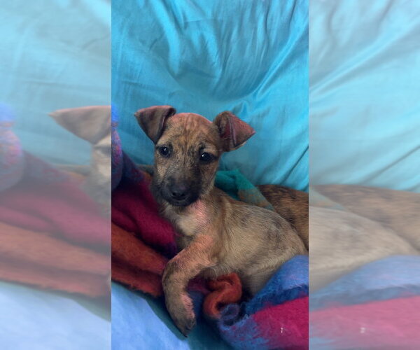 Medium Photo #7 ShiChi Puppy For Sale in Brewster, NY, USA