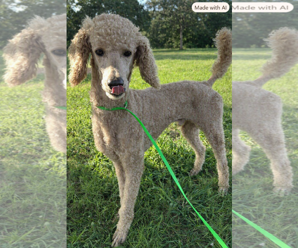 Medium Photo #3 Poodle (Standard) Puppy For Sale in Pacolet, SC, USA