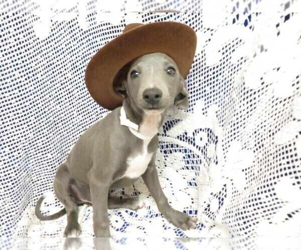 Medium Photo #3 Italian Greyhound Puppy For Sale in NORWOOD, MO, USA