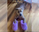 Small #4 American Pit Bull Terrier Mix