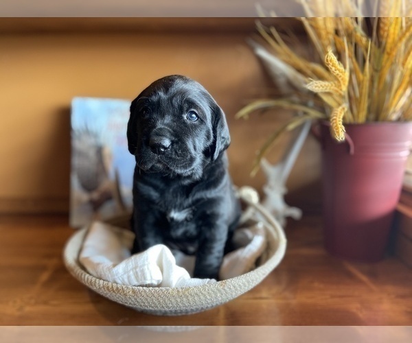 Medium Photo #1 Golden Retriever Puppy For Sale in LEADORE, ID, USA