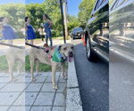 Small #26 American Pit Bull Terrier Mix