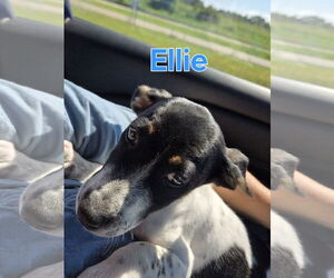 Beagle-Unknown Mix Dogs for adoption in Montello, WI, USA
