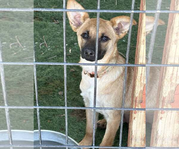 Medium Photo #4 Mutt Puppy For Sale in Turlock, CA, USA
