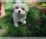 Small Photo #1 Coton de Tulear Puppy For Sale in COLUMBIA, MO, USA