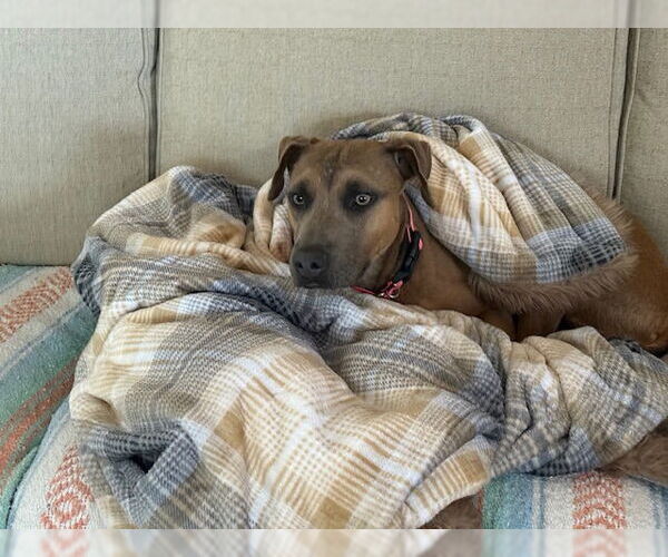 Medium Photo #10 Mountain Cur-Unknown Mix Puppy For Sale in Oakhurst, NJ, USA