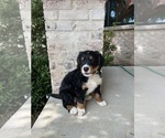 Puppy Jace Bernedoodle