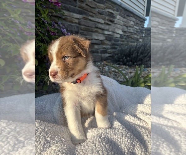 Medium Photo #7 Australian Shepherd Puppy For Sale in NILES, MI, USA