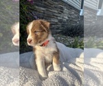 Small Photo #7 Australian Shepherd Puppy For Sale in NILES, MI, USA