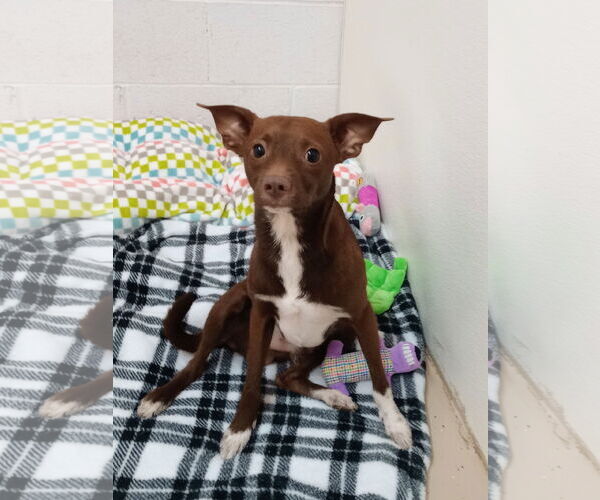 Medium Photo #1 Chihuahua-Unknown Mix Puppy For Sale in York, SC, USA