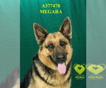 Small German Shepherd Dog