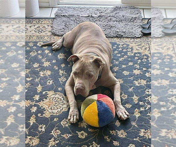Medium Photo #38 American Staffordshire Terrier-Unknown Mix Puppy For Sale in Lake Forest, CA, USA