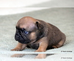Small Photo #6 French Bulldog Puppy For Sale in WINNSBORO, TX, USA