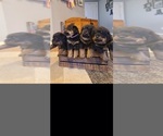 Puppy Sire and Dam Rottweiler