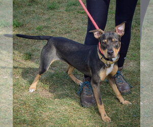 Merlot - Female Jack Russell Terrier-Unknown Mix Dog for Adoption - Photo #8