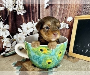 Morkie Puppy for sale in CASSVILLE, MO, USA