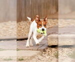 Small #24 Basenji-Rat Terrier Mix