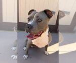 Small #14 American Staffordshire Terrier Mix