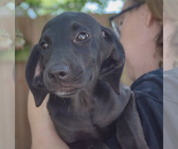 Medium Photo #4 Coonhound-Unknown Mix Puppy For Sale in Huntley, IL, USA