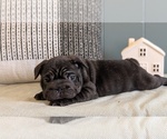 Small Photo #23 French Bulldog Puppy For Sale in GOSHEN, IN, USA