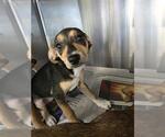 Small #1 Chihuahua Mix