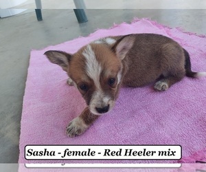 Australian Cattle Dog-Boxer Mix Puppy for sale in CLARKRANGE, TN, USA