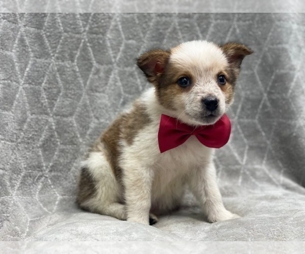 Medium Photo #2 Texas Heeler Puppy For Sale in LAKELAND, FL, USA