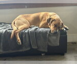 Small Photo #30 Coonhound-Labrador Retriever Mix Puppy For Sale in Brewster, NY, USA