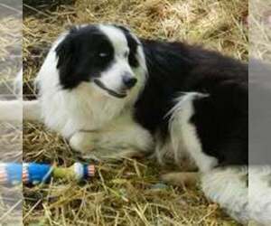 Father of the Border Collie puppies born on 05/30/2025