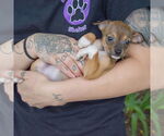 Small #3 Italian Greyhuahua