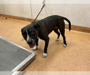 American Pit Bull Terrier Dogs for adoption in Martinez, CA, USA