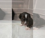 Small #5 Miniature Australian Shepherd