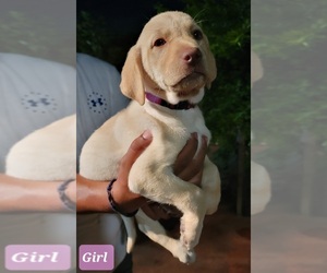 Labrador Retriever Puppy for sale in HUNTINGTON PARK, CA, USA