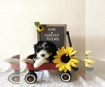 Small Photo #1 Aussiedoodle Miniature  Puppy For Sale in BLOOMFIELD, IN, USA