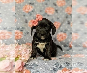 Frengle Puppy for sale in LINCOLN UNIVERSITY, PA, USA