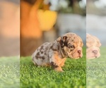 Small #8 English Bulldog