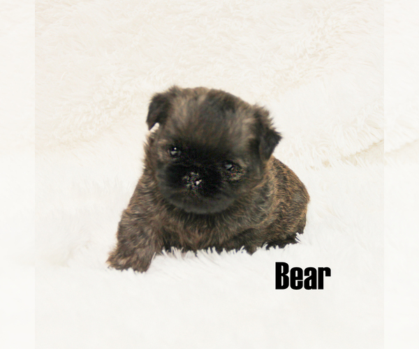 Medium Photo #1 Brussels Griffon Puppy For Sale in CROSWELL, MI, USA