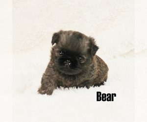 Brussels Griffon Puppy for sale in CROSWELL, MI, USA