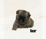Small Brussels Griffon